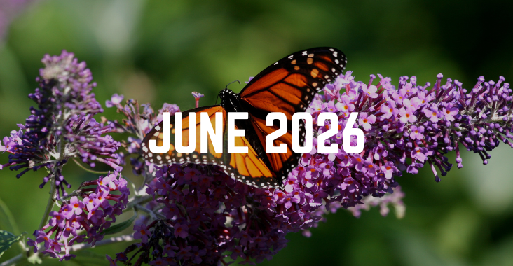 June 2026